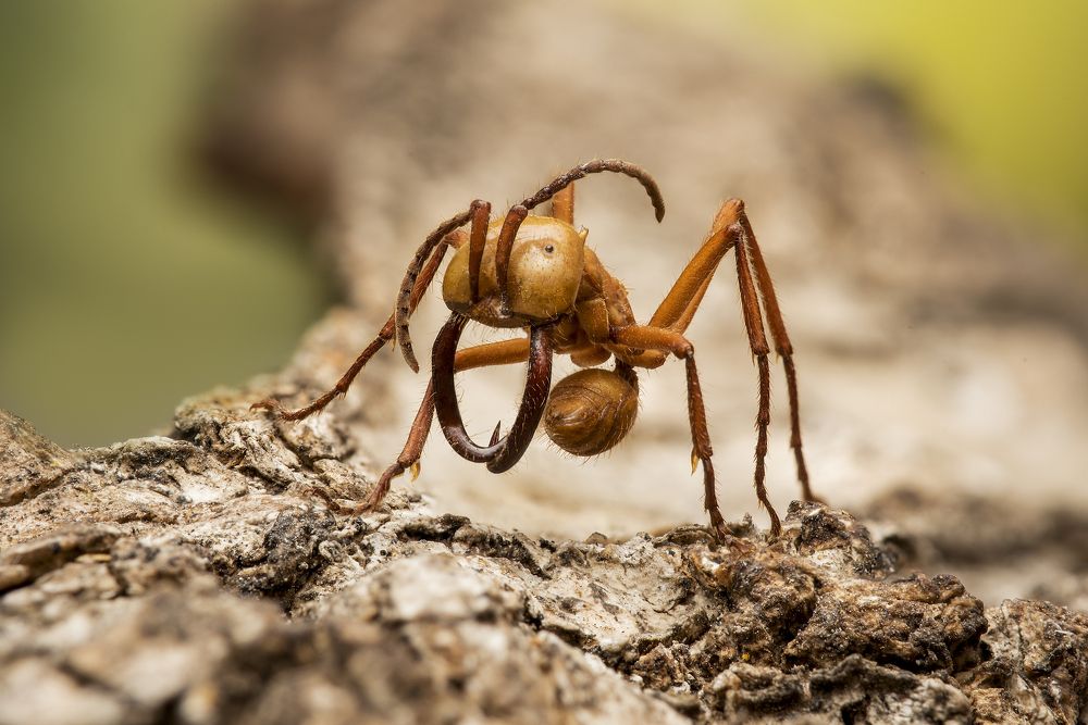Army ant - Eciton Hamatum