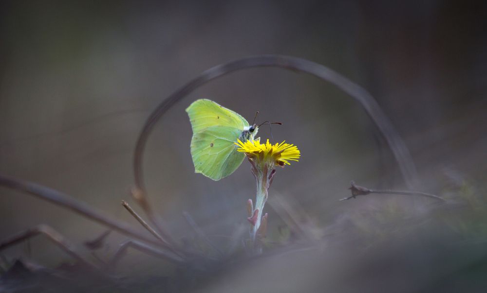 Утренняя дегустация