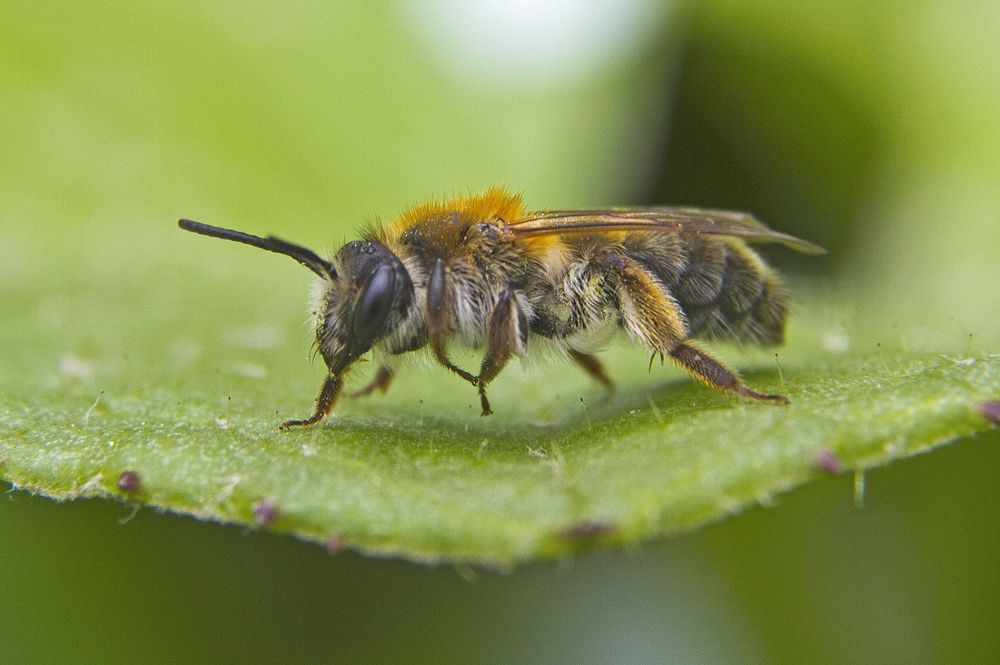 Чешется лапка