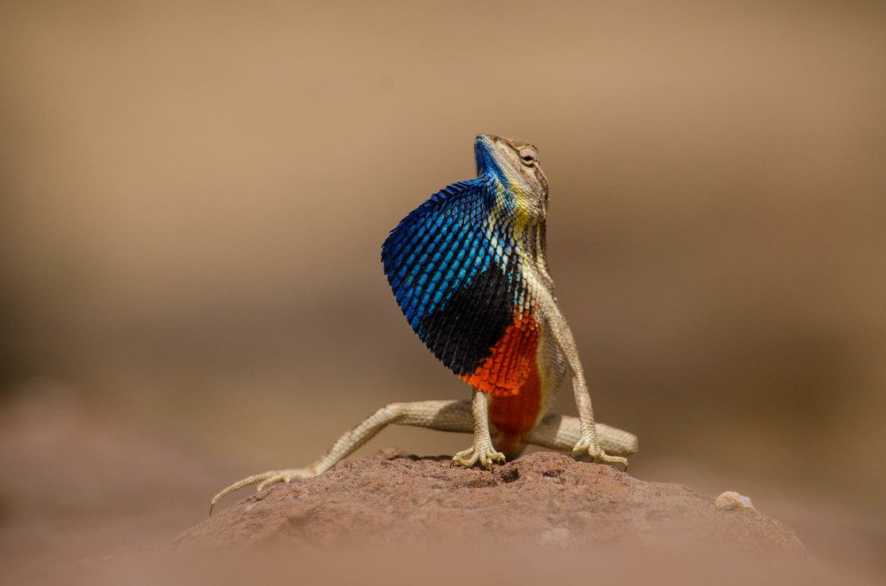 The Show-Man (Fan Throated Lizard)