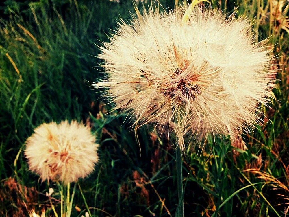 big dandelion