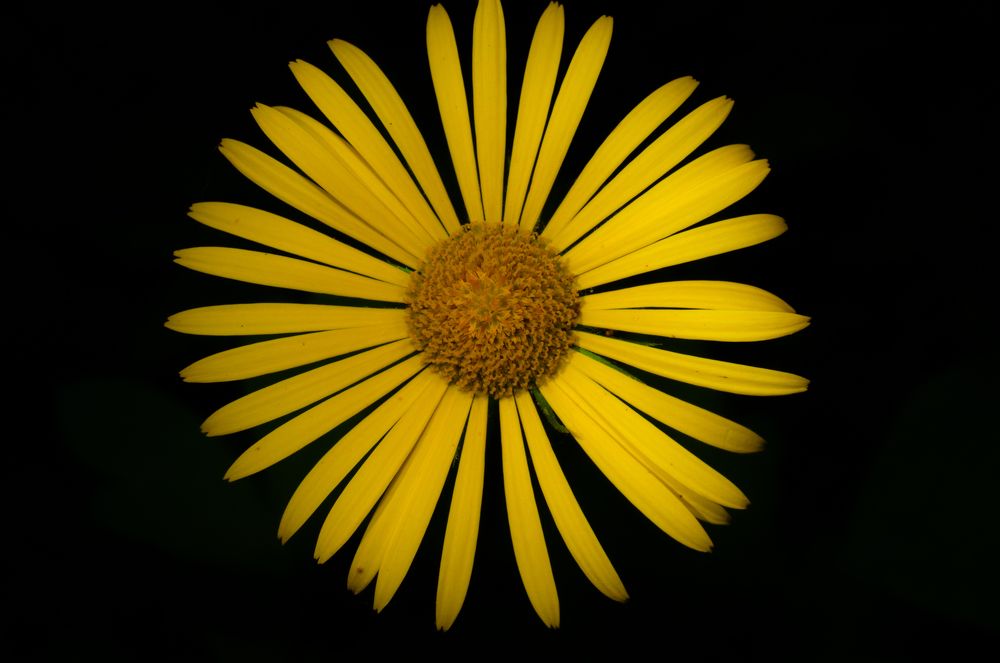 Солнечное настроение