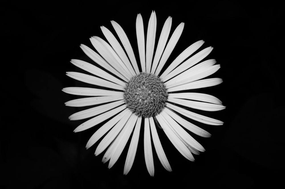 Белое солнце