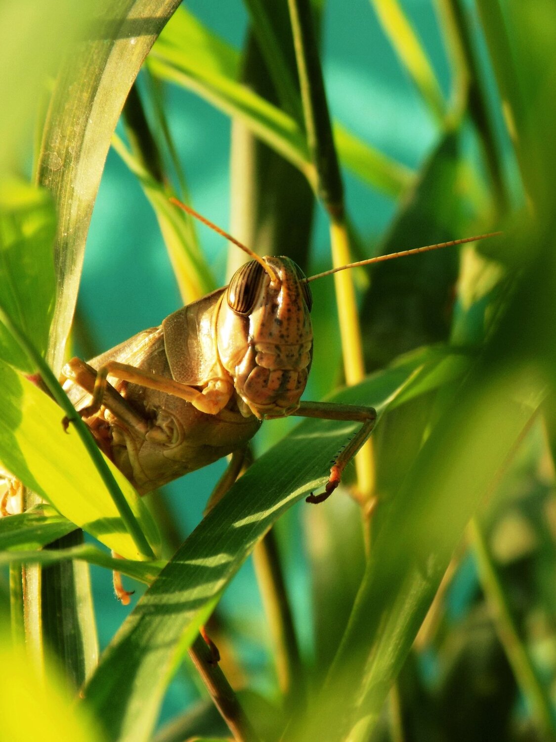 grasshopper