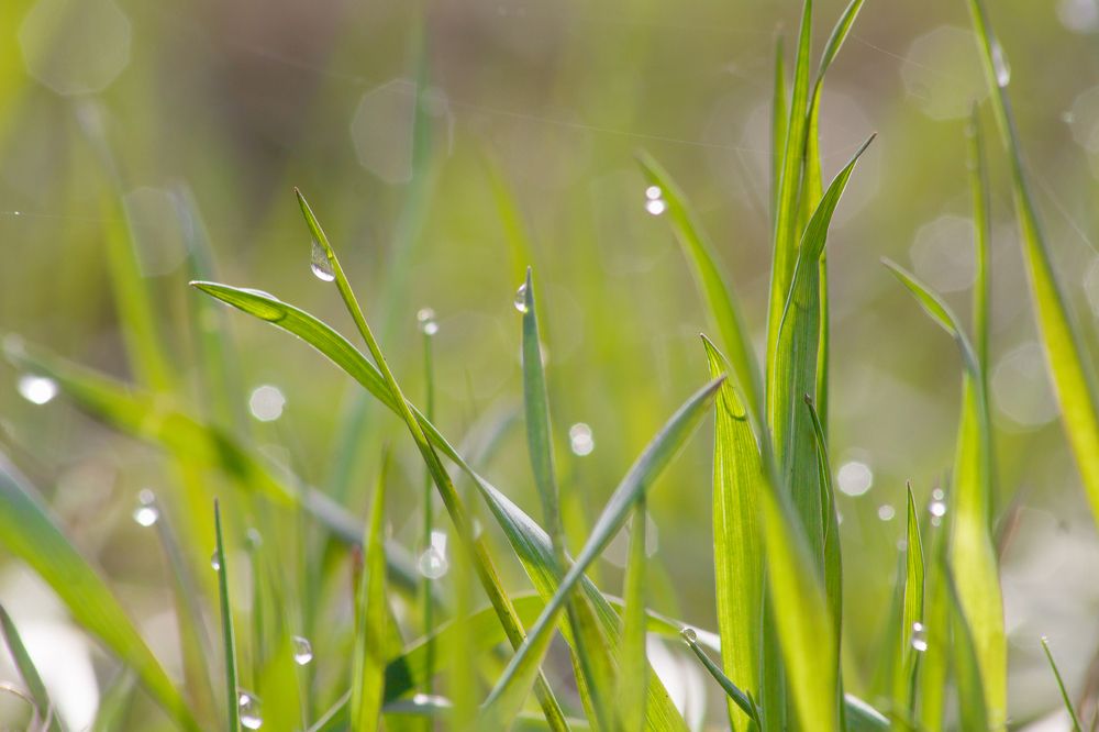 Первая весенняя зелень