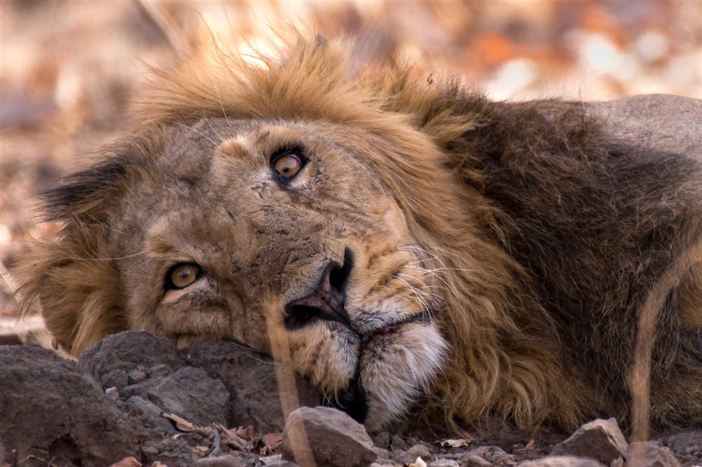 The Resting King....