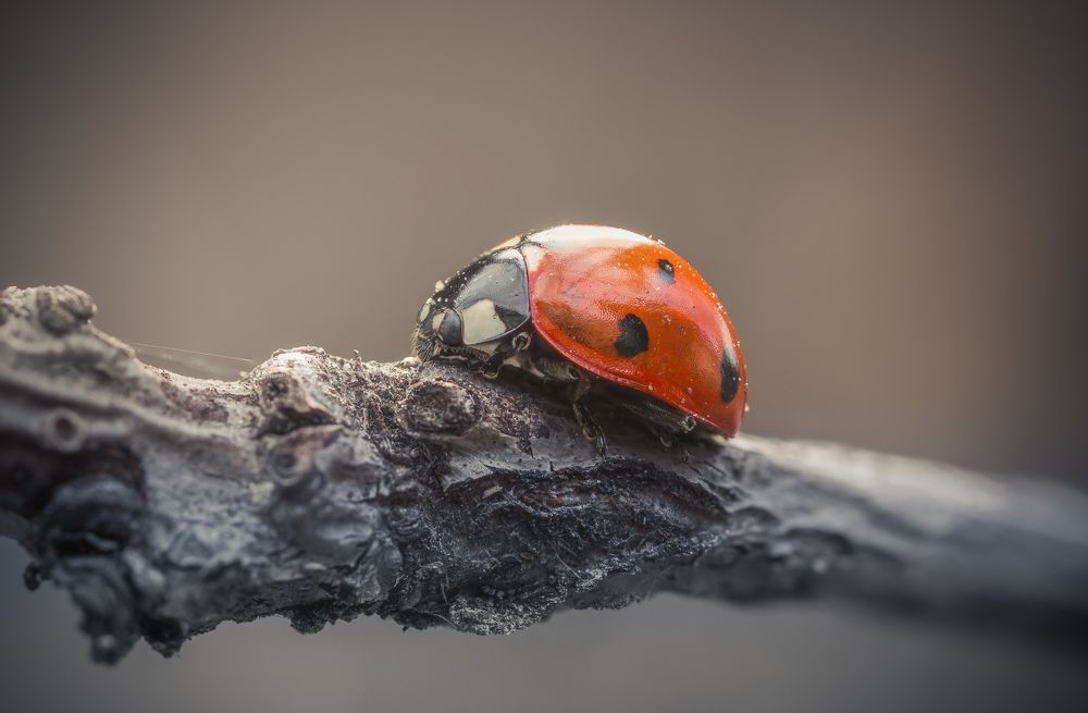 Оранжево-красная ягодка.