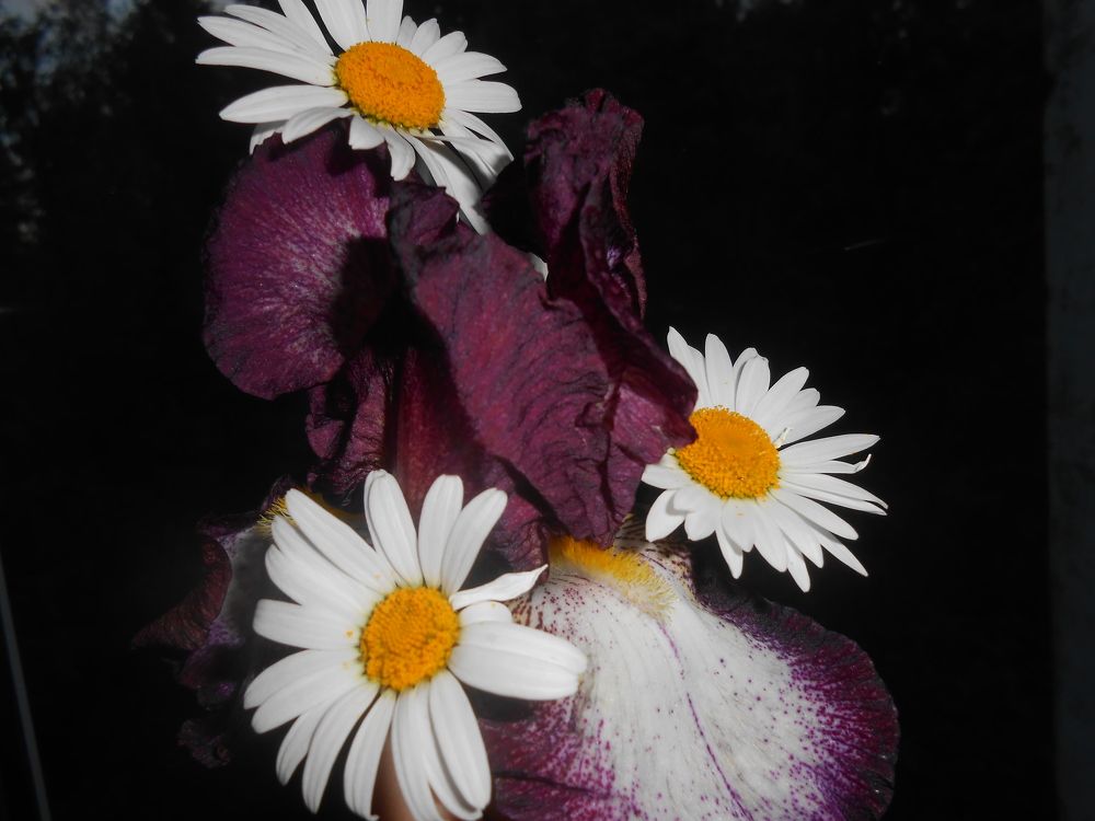 Photograph by Тася Милая