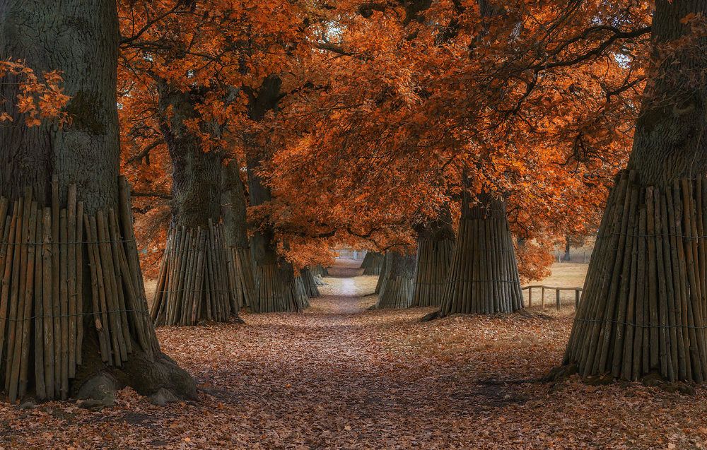 осень в парке