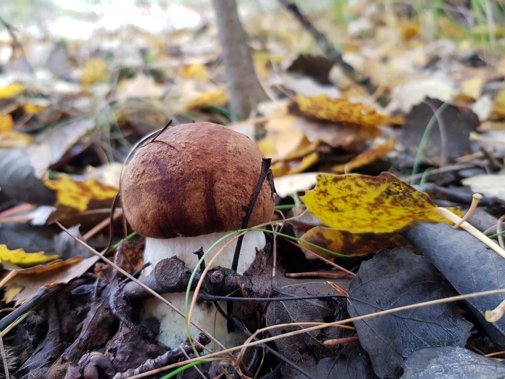 Грибная охота!