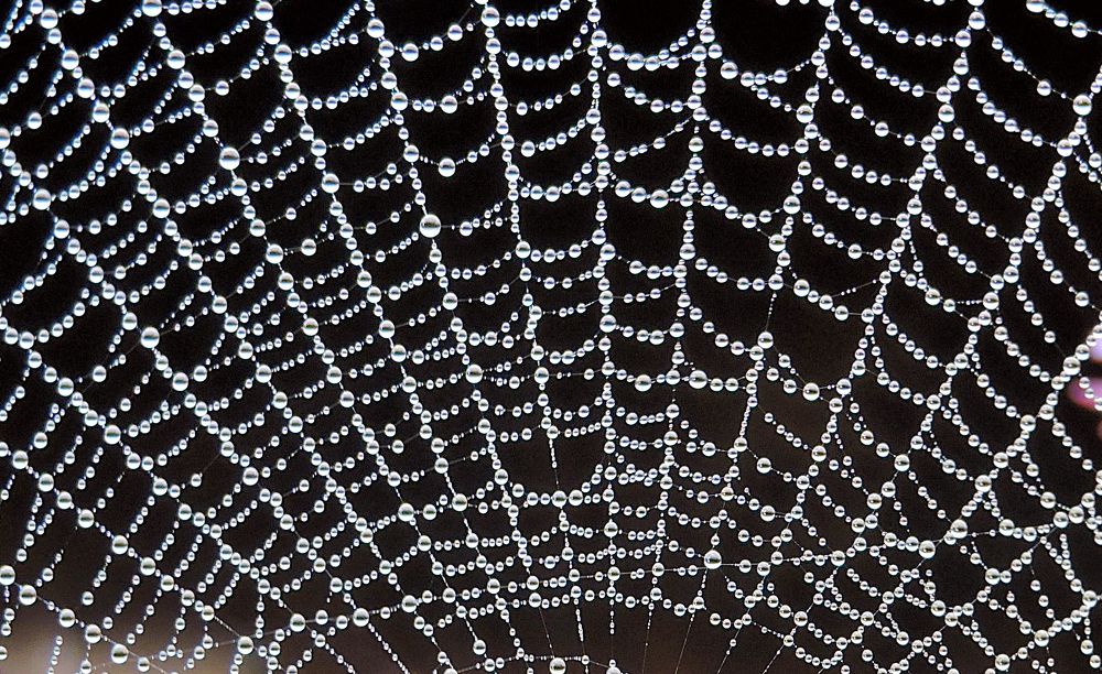 Росинка-паутинка