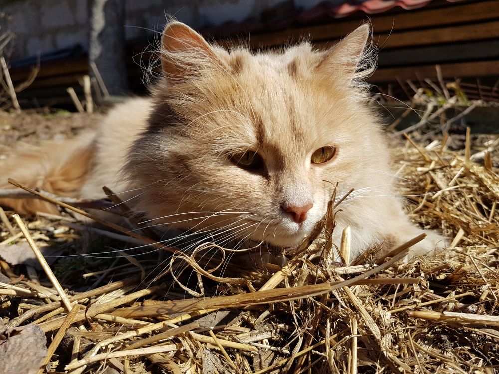 Котик-моркотик