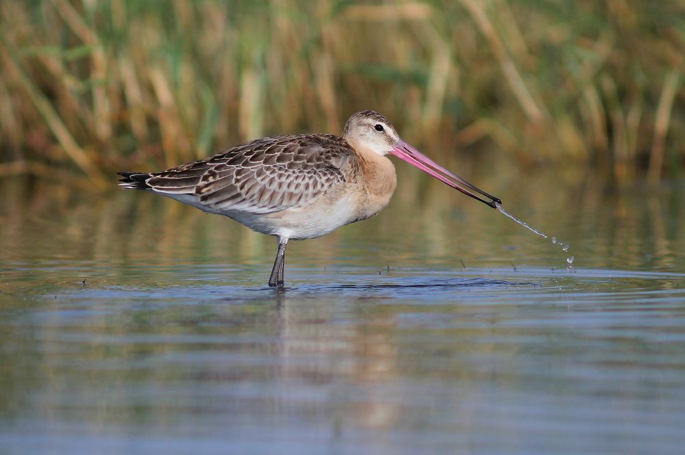 Большой веретенник.( Limosa limosa)