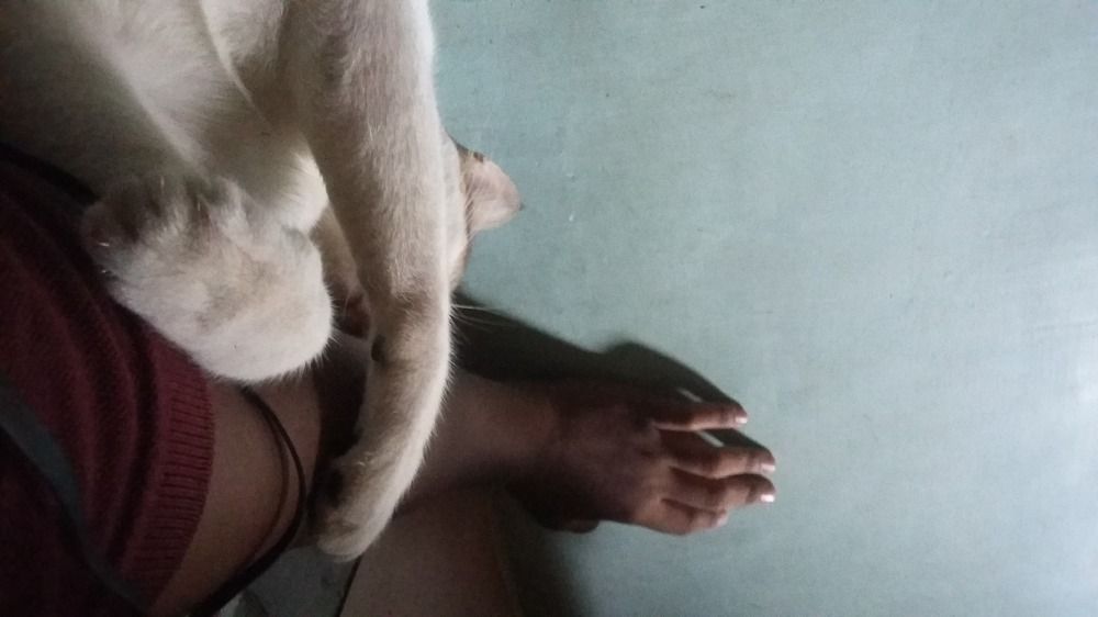 Unconditional Pet's Love