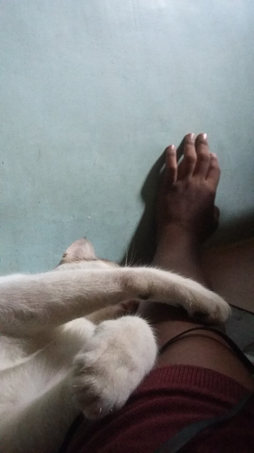 Unconditional Pet's Love