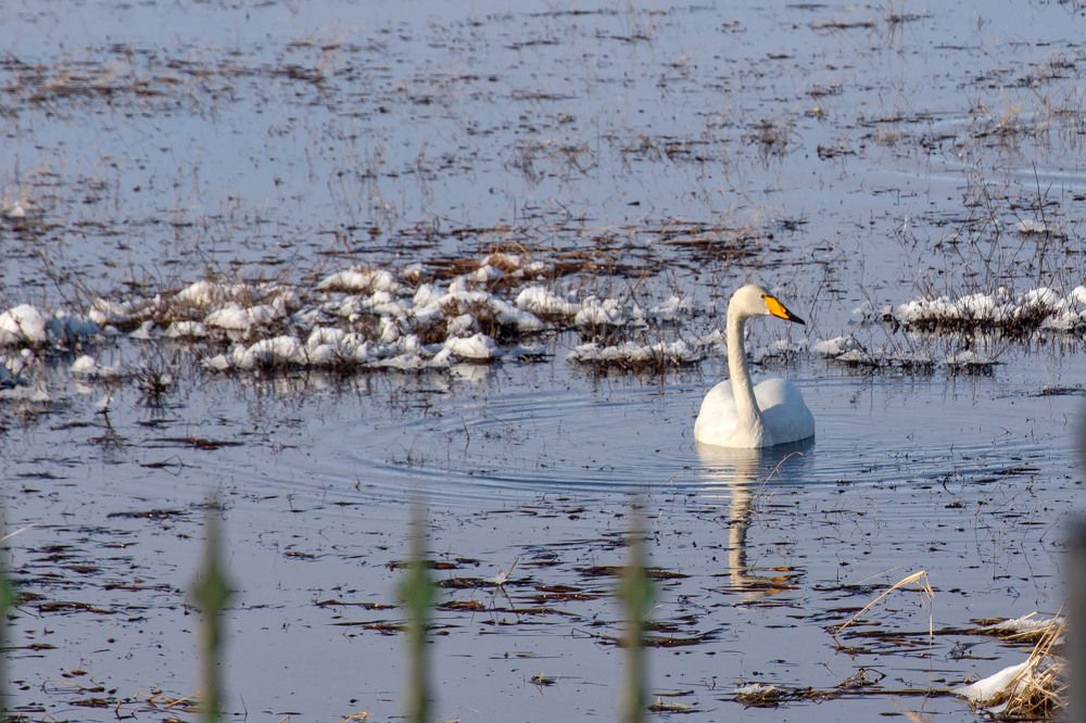из жизни лебедей