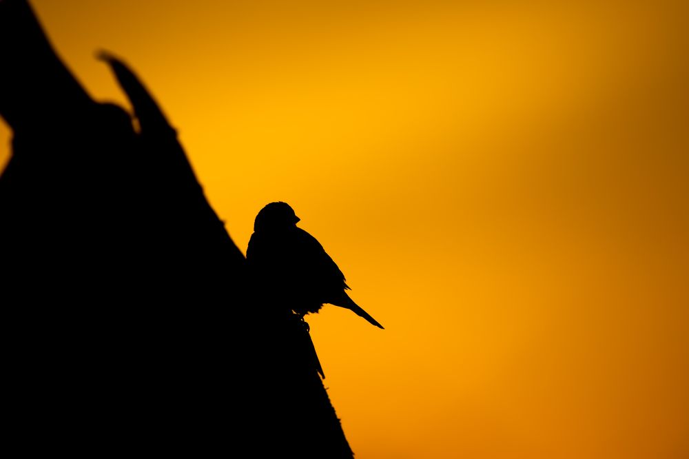 Photograph by Ирина