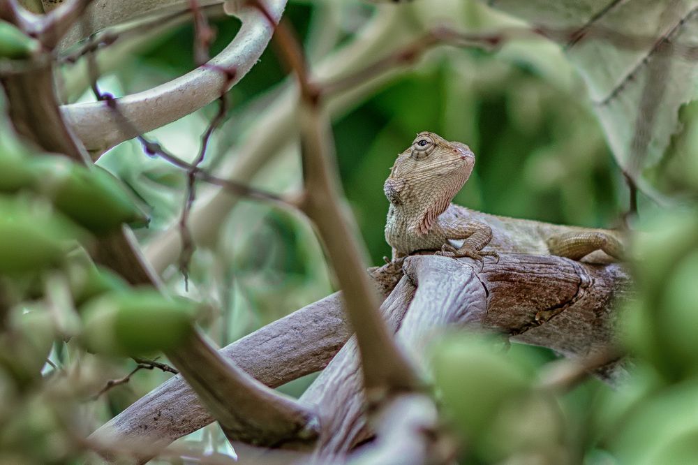 Среда обитания