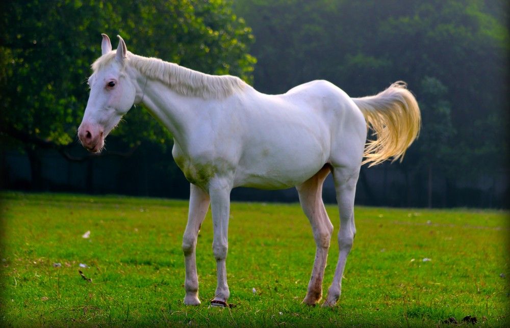 White Horse