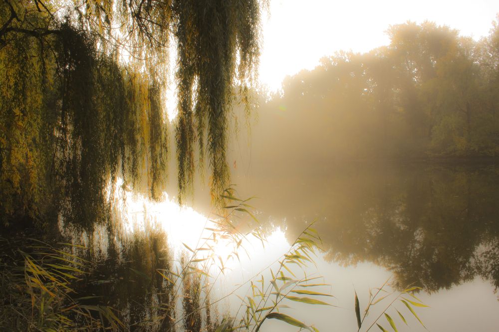 Туманное утро