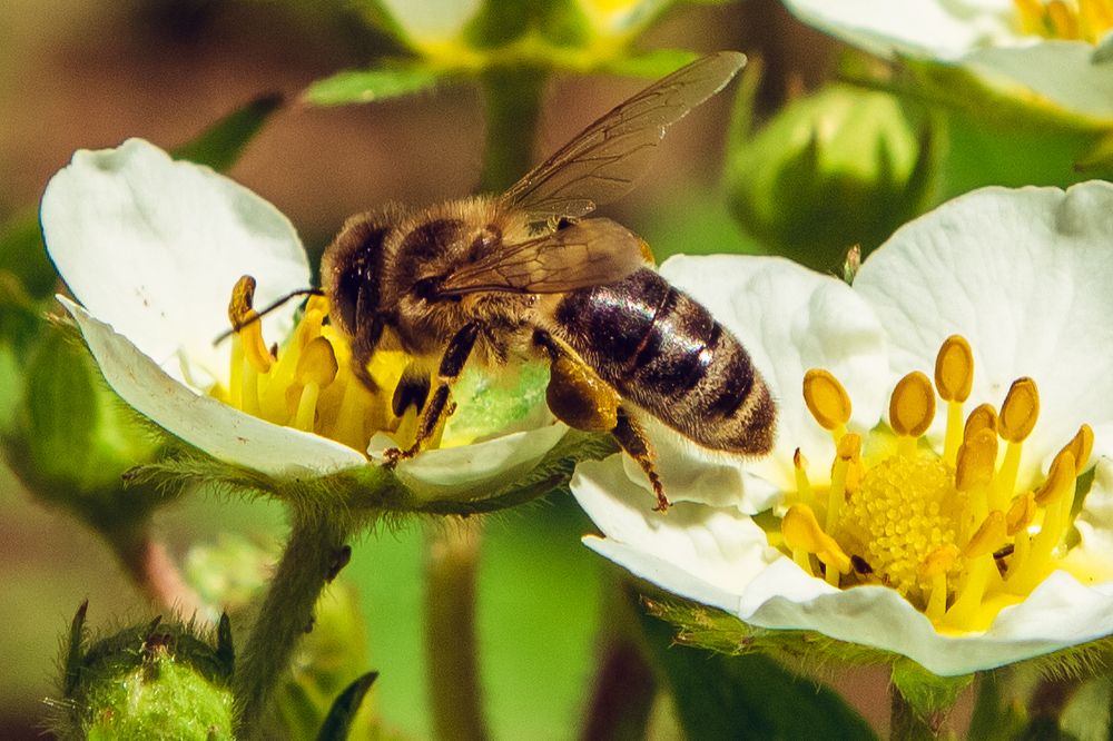 Сбор нектара