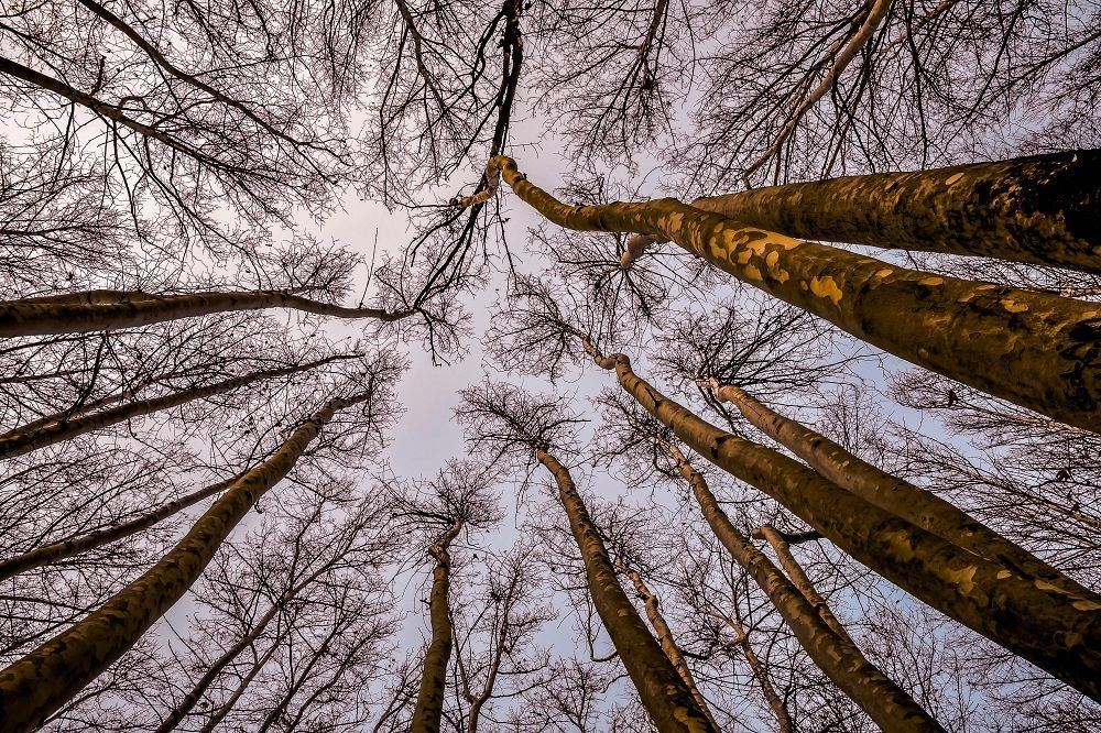 trees life