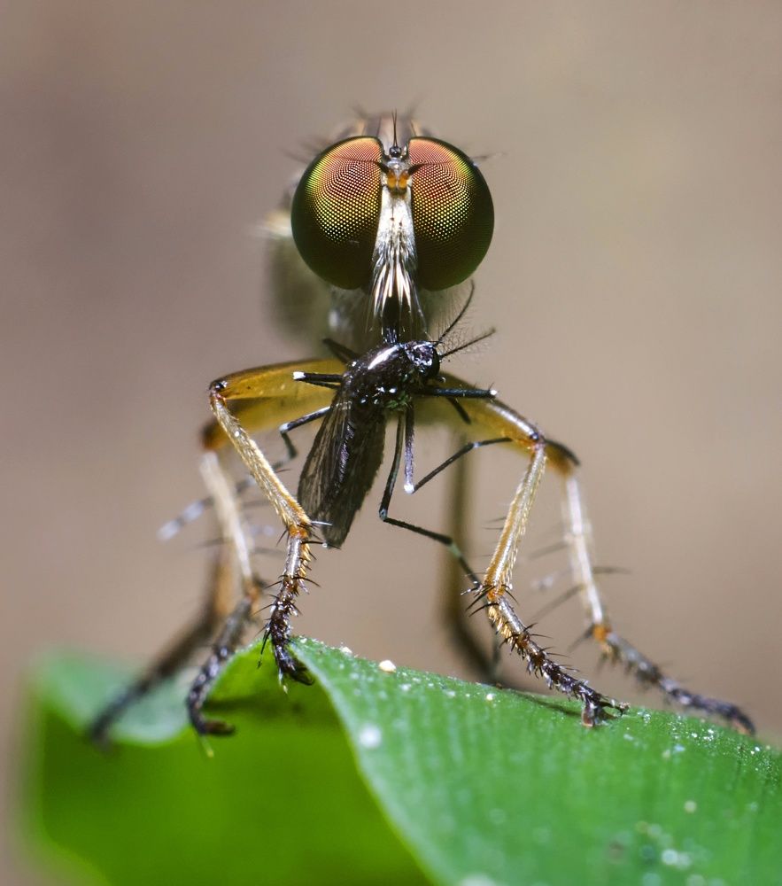 'Robber among flies'