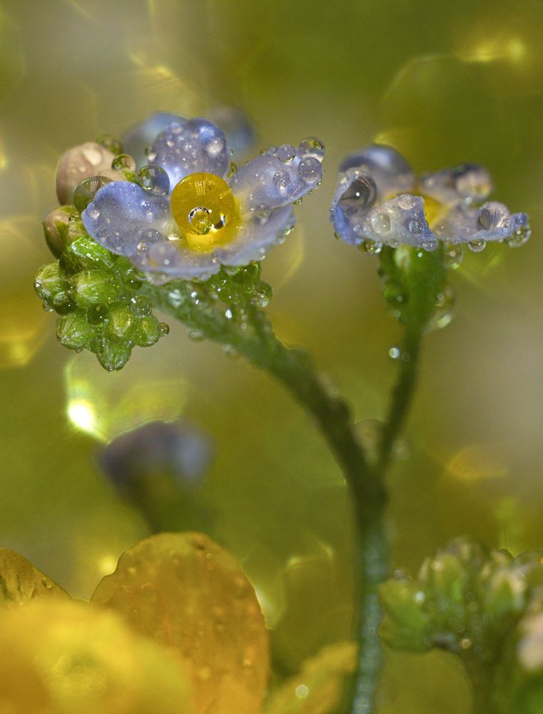 Красочный букет