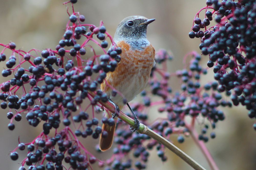 Обыкновенная горихвостка. Phoenicurus phoenicurus