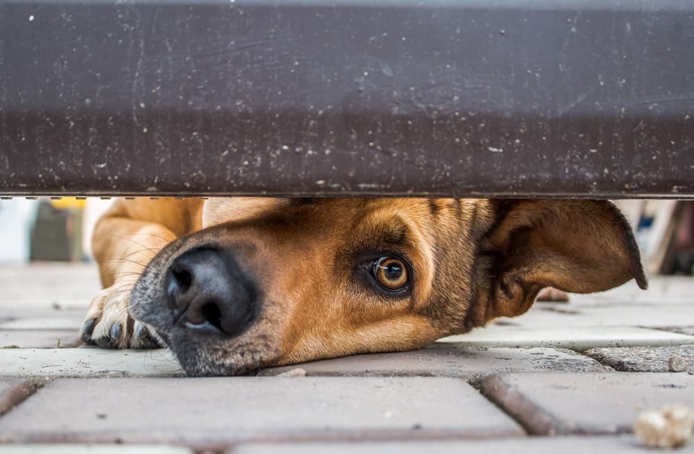 Любопытство - не порок