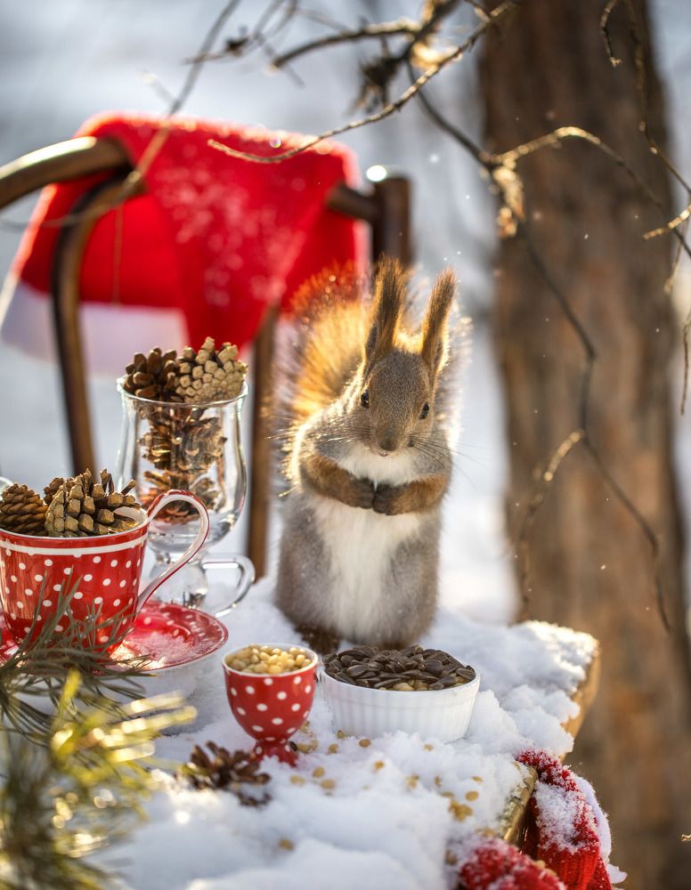 Дачная белочка