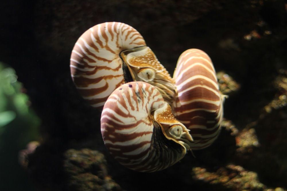 nautilus pompilius