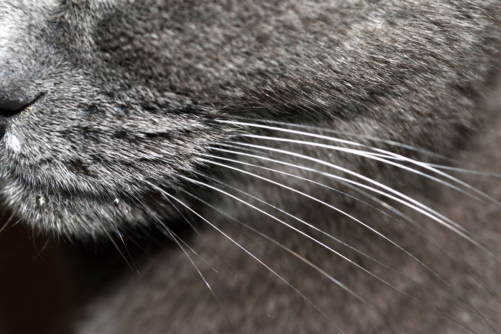 ...По усам текло...