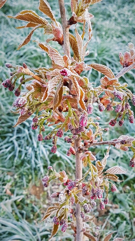 Сакура и мороз