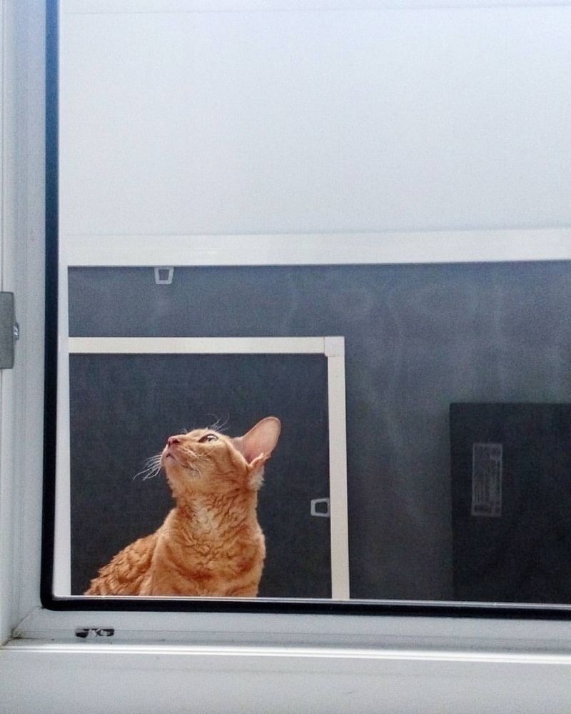 Кошка в рамках