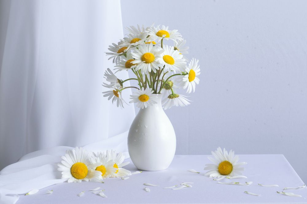 Ромашки (chamomiles)