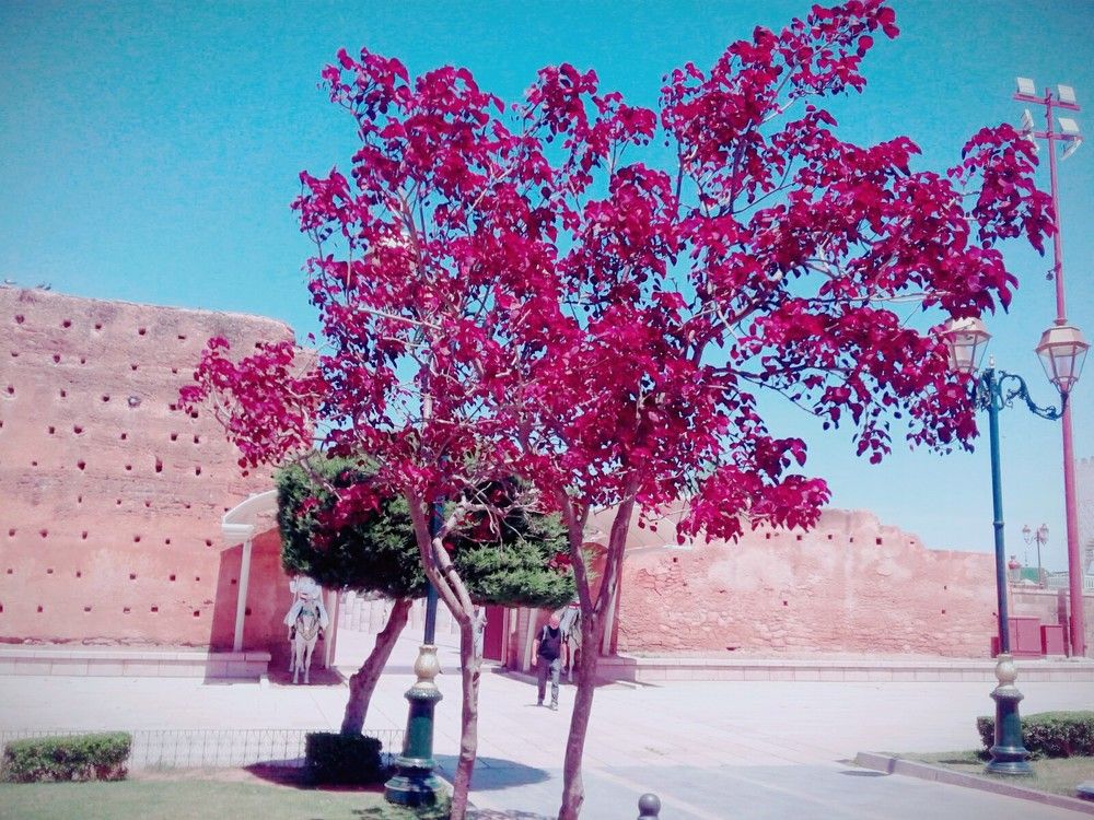 Rabat