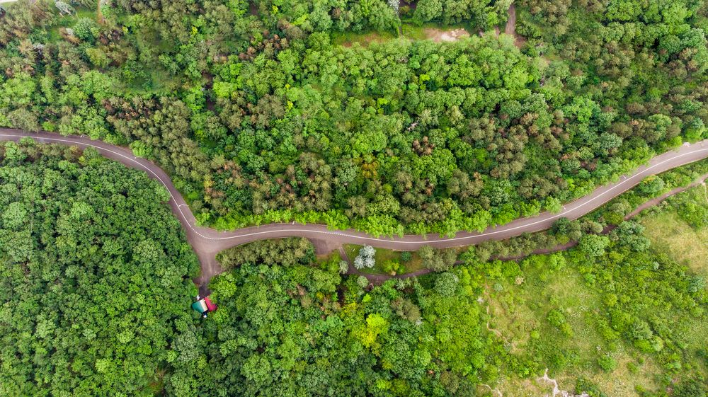 Дорожная ласточка