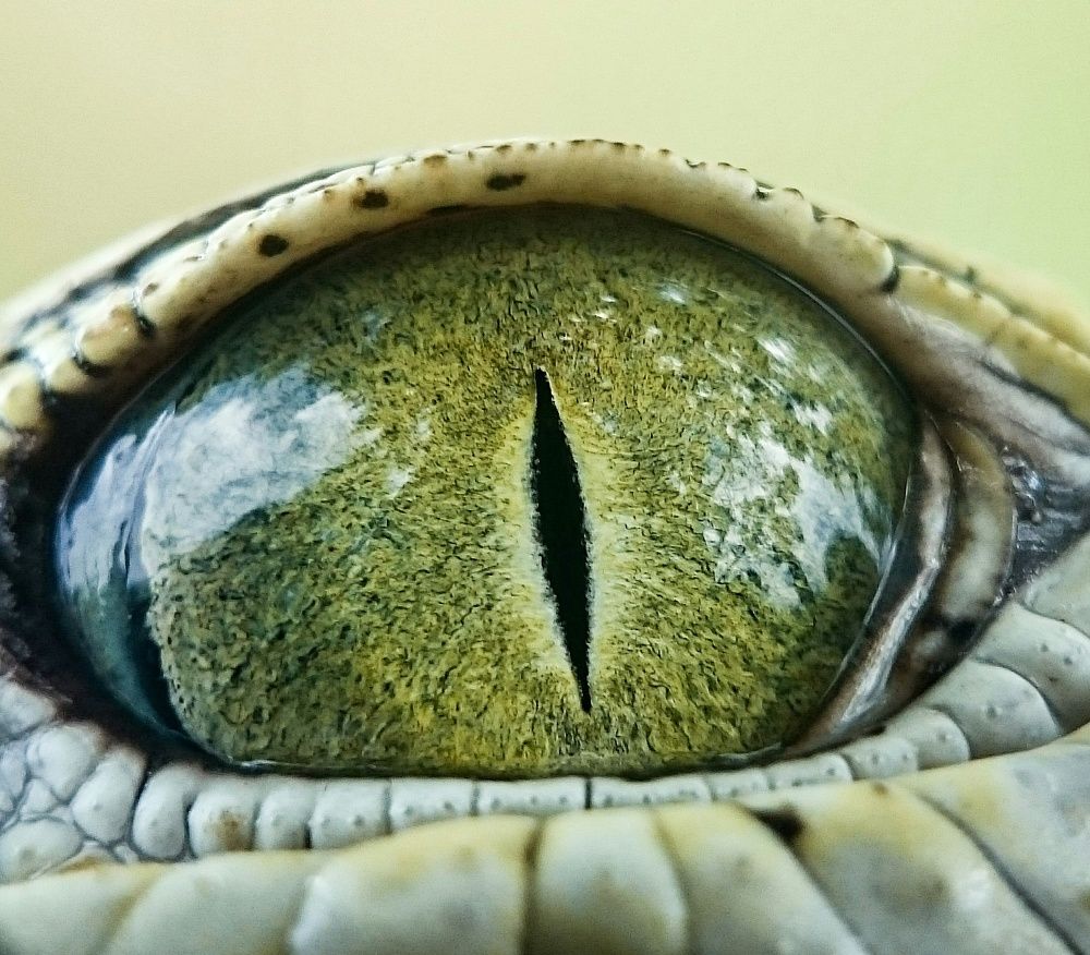 The Eye