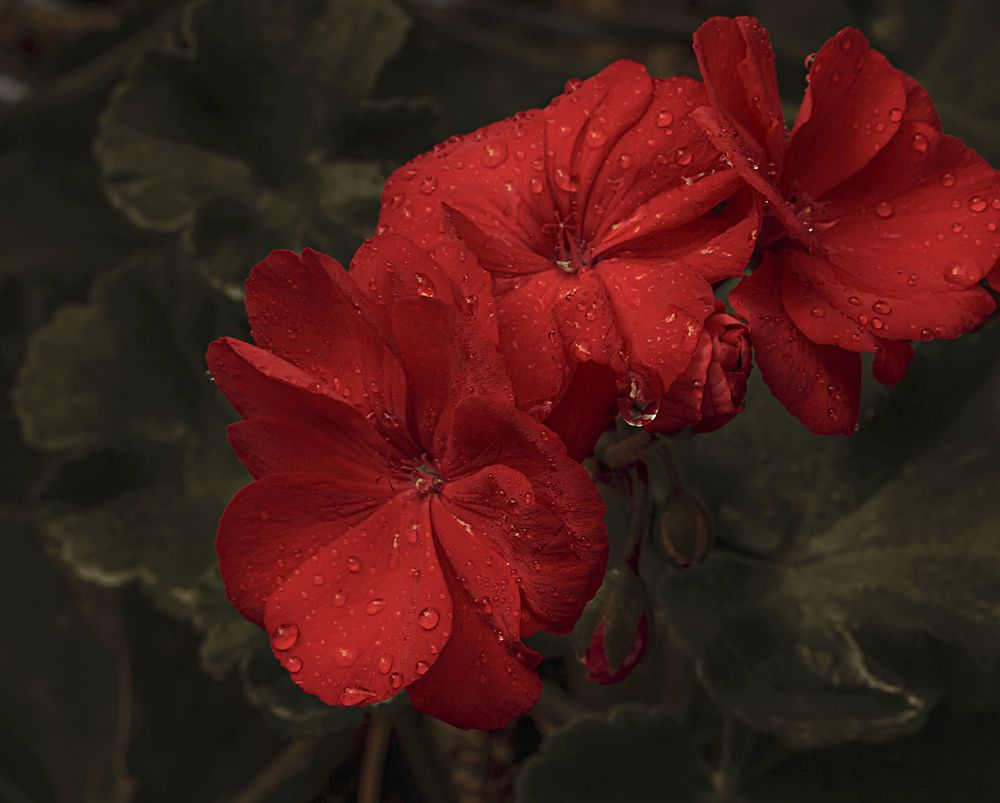 Вас трое, я один...