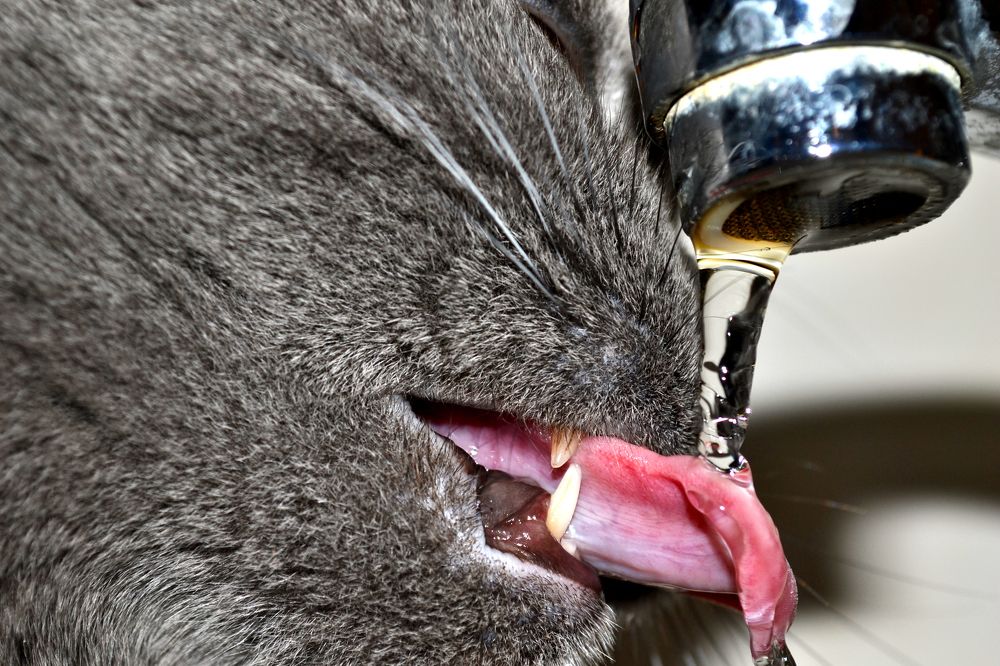 Вода безвкусная, но иногда она бывает вкуснее