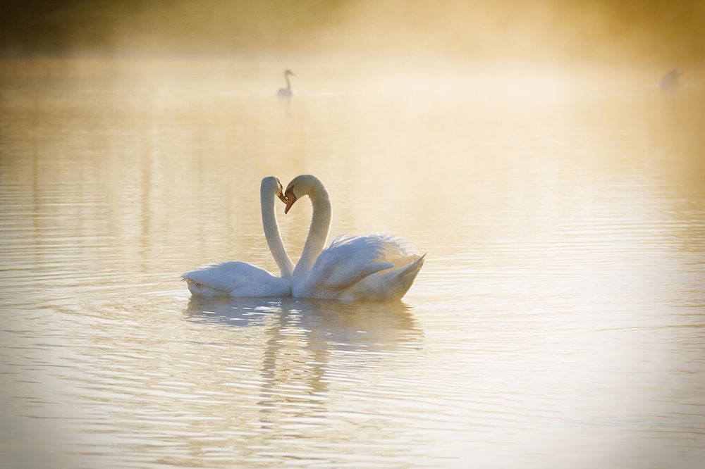 Туманное утро