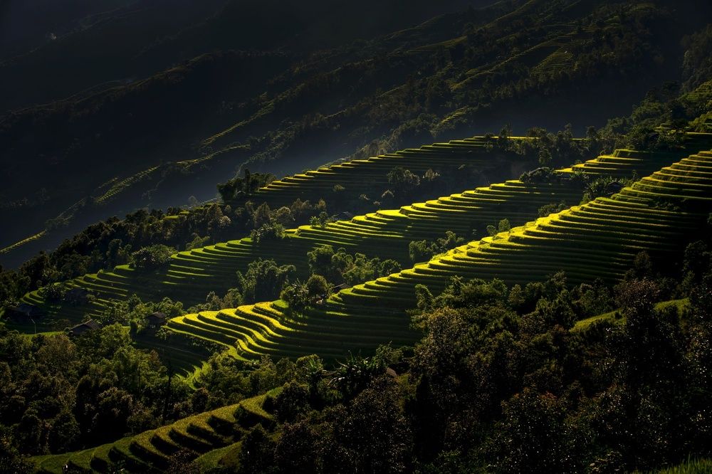 Greens of the North!