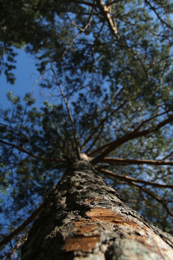 spruce