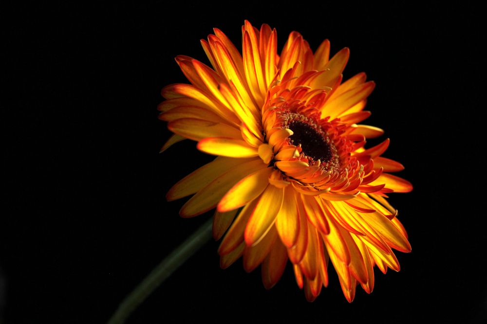 Цветок Солнца