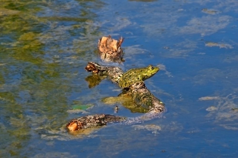 Жду царевича