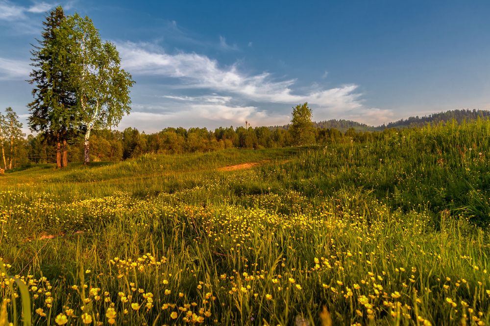 Луг на закате дня.