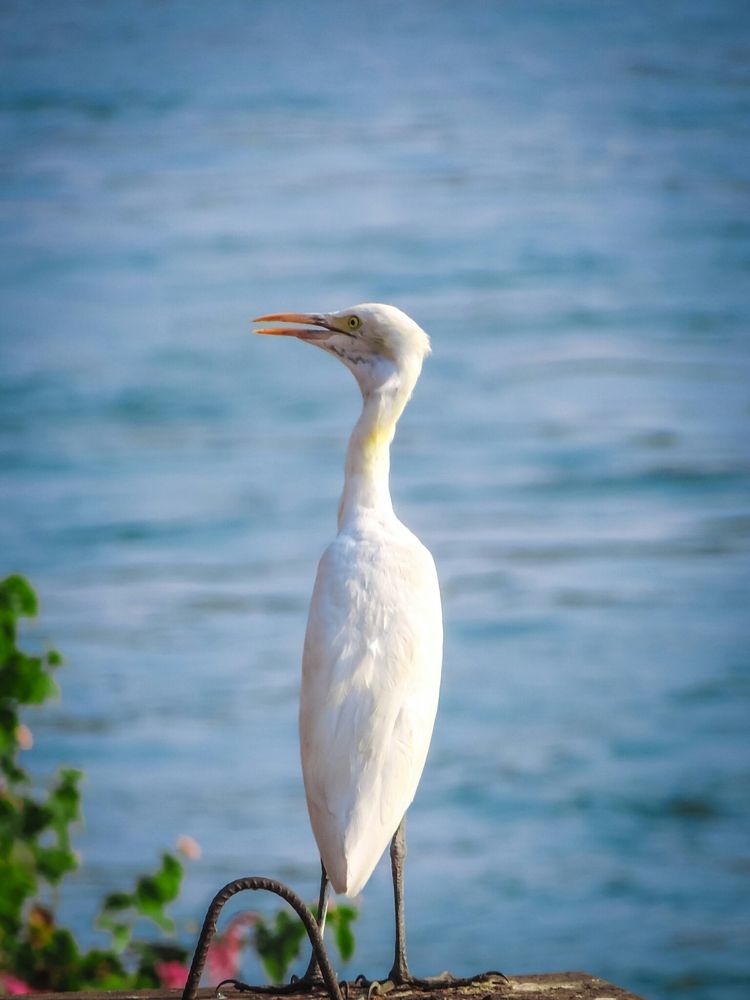 crane godavari river