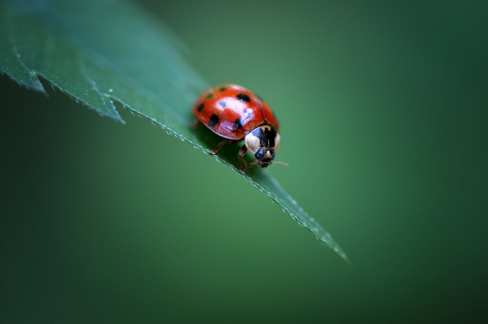 безмятежность