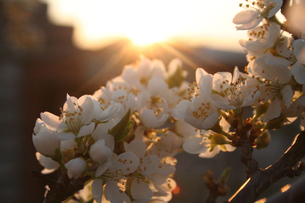 Аромат весны